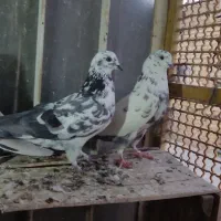 کبوتر گرگی|پرنده|اصفهان, منتظرالمهدی|دیوار