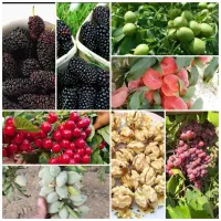مهندسی ومشاوره مشکلات  کشاورزی وباغداری