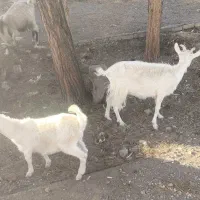 بز سانن و مورسیاه