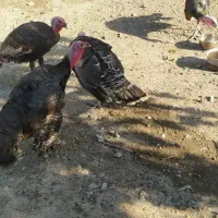 بوقلمون  نر|حیوانات مزرعه|گرگان, |دیوار