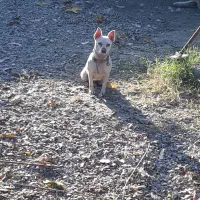 سگ شی واواماده