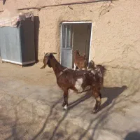 بز و بزغاله|حیوانات مزرعه|تربت جام, کاریز نو سفلی|دیوار