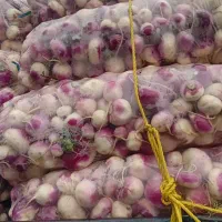 صیفی جات جهت مصرف دام