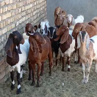 11راس  کولار بزغاله بزرگ|حیوانات مزرعه|شهرآباد, |دیوار