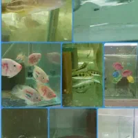 چانا فاهاکا پرت فلاورپیکاک پولی ردتیل پنکوسه شکاری