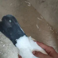 کبوتر دمی و طوقی|پرنده|بردخون, |دیوار