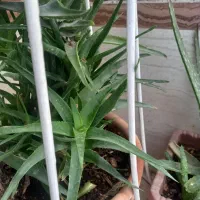 گل طبیعی  قاشقی وبنفش|گل و گیاه طبیعی|محمدشهر, محمدشهر|دیوار