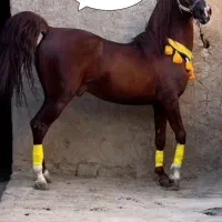 اسب نریان سلطنتی