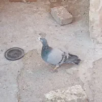 سبز|پرنده|تربت‌حیدریه, جانبازان|دیوار