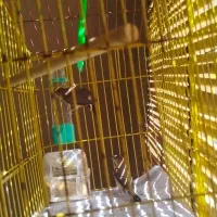 پرنده کوتوله|پرنده|کرمان, |دیوار