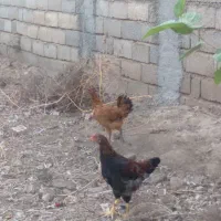 نیمچه مرغ وخروس مرندی لهستانی محلی