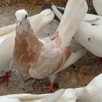 کبوتر رنگی