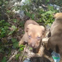 واگذاری سگ مجانی چون آگهی قبول نمی کرد قیمت زدم