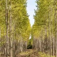 تولید نهال کبوده دومتری|خدمات باغبانی و درختکاری|فامنین, |دیوار