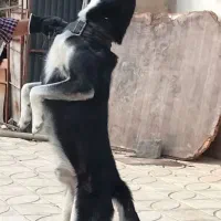هاسکی نر
