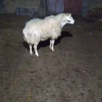 فروش قوچ|حیوانات مزرعه|صفی آباد, |دیوار