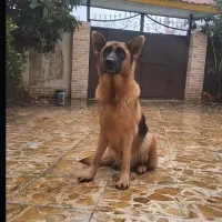 فروش ژرمن ماده