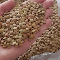 عدس محلی خوش پخت و پزا