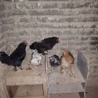 مرغ و خروس مرندی،گلین و برهما|حیوانات مزرعه|خمینی‌شهر, |دیوار