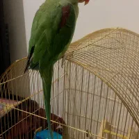 شاه طوطی ماده