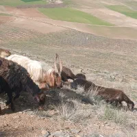 دوبر نربز تخم دار