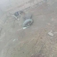 واگذاری سگ گله