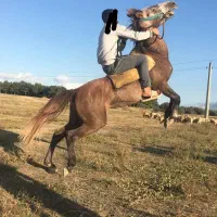 اسب مادیان کرد|اسب و تجهیزات اسبسواری|قشلاق دشت, |دیوار