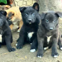 واگذاری توله ژرمن شیپرد شولاین|سگ|رشت, کاکتوس|دیوار