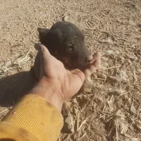 دوتا دوبرمن افغان شیر مست سرحال