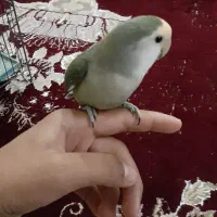 طوطی برزیلی دستی فول به شرط سالم|پرنده|شادگان, |دیوار