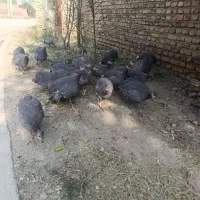 تعداد ۱۰ عدد