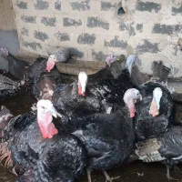 بوقلمون  محلی|حیوانات مزرعه|شیروان (خراسان), |دیوار