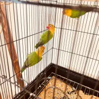 ۴ عدد کوتوله فیشر