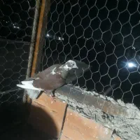 کبوتر غریب گیری|پرنده|مزرعه کتول, |دیوار