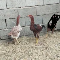 لاری|حیوانات مزرعه|تایباد, |دیوار