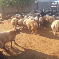 بره چاق برای قصاب بع فروش میرسد|حیوانات مزرعه|کوه چنار, |دیوار