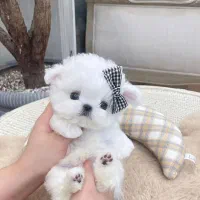 سگ سفید|سگ|زنجان, |دیوار