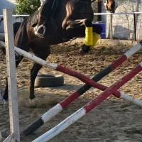 سوارکاری تجربه ای بی نظیر