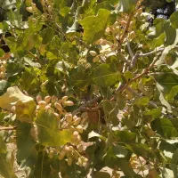 فروش زمین کشاورزی پسته ای حدود3000مترروستای مهارلو|فروش دفتر صنعتی، کشاورزی، تجاری|شیراز, شهرک پرواز|دیوار