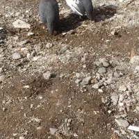 خروس  مرغ چینی