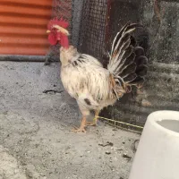 خروس