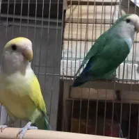 طوطی برزیلی