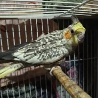 عروس هلندی یک جفت|پرنده|نگین شهر, |دیوار