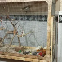 قفس پرنده|لوازم جانبی حیوانات|قشم, |دیوار