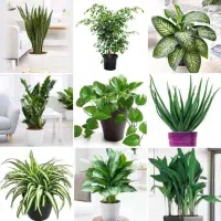 فروشنده گلخانه