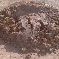 اسکانیا