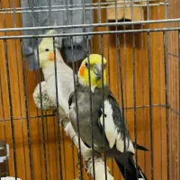 عروس هلندی نر و مادهه
