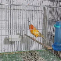 قناری نر|پرنده|شیراز, فخرآباد (دروازه کازرون)|دیوار