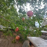 ۳۰۰۰ متر باغ مربع کامل موقعیت عالی|فروش خانه و ویلا|بیرجند, |دیوار