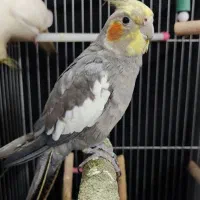 عروس هلندی|پرنده|یزد, |دیوار